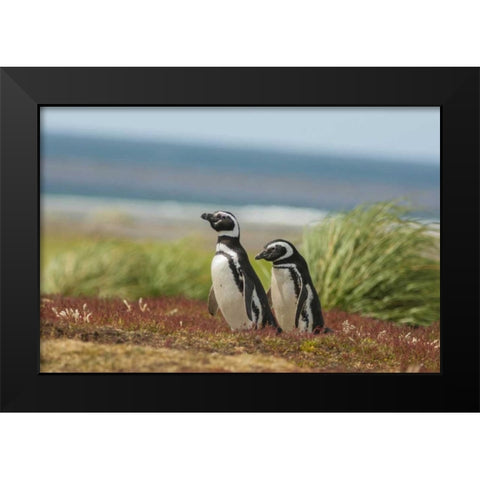 Sea Lion Island Two Magellanic penguins Black Modern Wood Framed Art Print by Illg, Cathy and Gordon