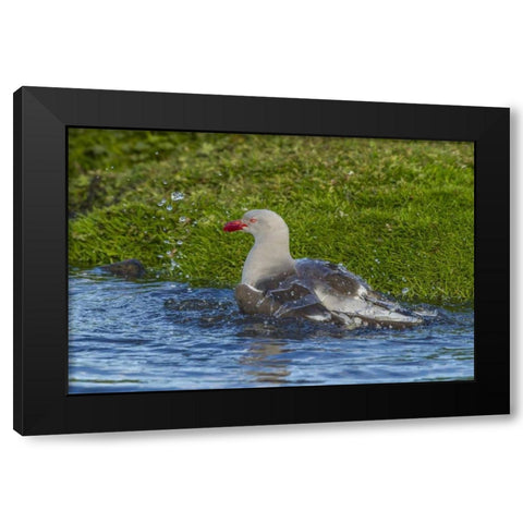 Bleaker Island Dolphin gull bathing Black Modern Wood Framed Art Print with Double Matting by Illg, Cathy and Gordon