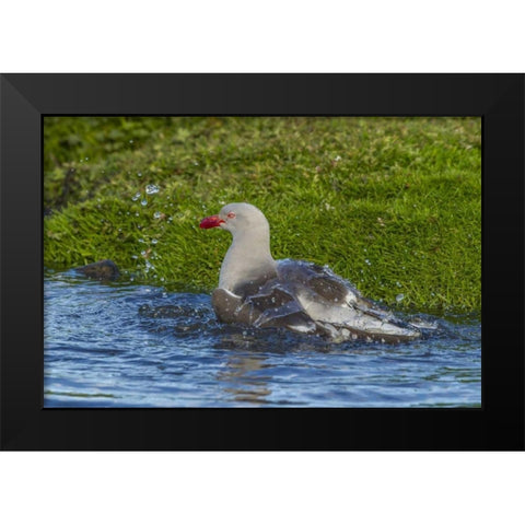 Bleaker Island Dolphin gull bathing Black Modern Wood Framed Art Print by Illg, Cathy and Gordon