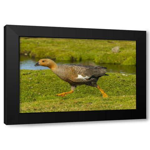 Bleaker Island Female upland goose running Black Modern Wood Framed Art Print by Illg, Cathy and Gordon