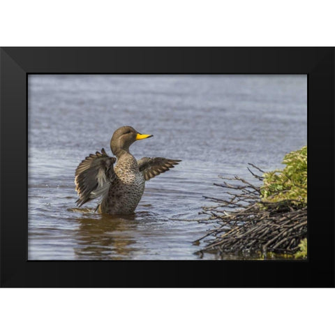 Sea Lion Island Speckled teal duck in water Black Modern Wood Framed Art Print by Illg, Cathy and Gordon