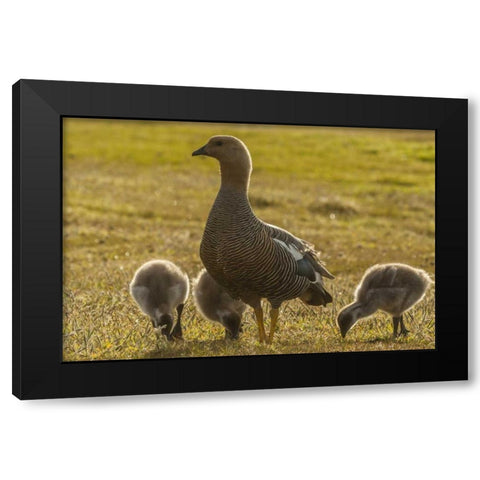Bleaker Island Upland goose with goslings Black Modern Wood Framed Art Print by Illg, Cathy and Gordon