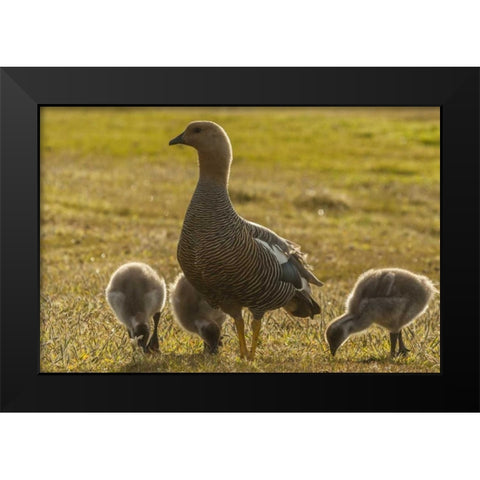 Bleaker Island Upland goose with goslings Black Modern Wood Framed Art Print by Illg, Cathy and Gordon