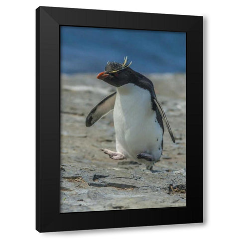 Bleaker Island Rockhopper penguin hopping Black Modern Wood Framed Art Print by Illg, Cathy and Gordon