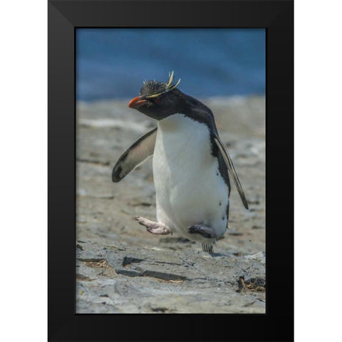 Bleaker Island Rockhopper penguin hopping Black Modern Wood Framed Art Print by Illg, Cathy and Gordon