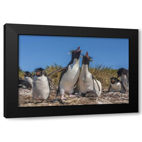 Bleaker Island Rockhopper penguins sing duet Black Modern Wood Framed Art Print by Illg, Cathy and Gordon