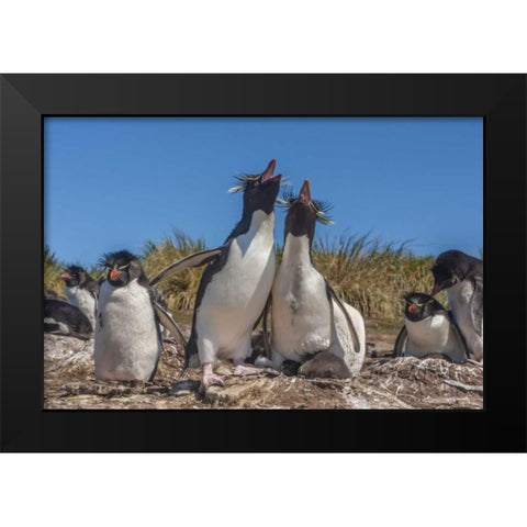 Bleaker Island Rockhopper penguins sing duet Black Modern Wood Framed Art Print by Illg, Cathy and Gordon