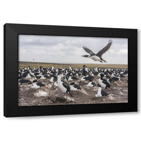 Bleaker Island Imperial shag nesting colony Black Modern Wood Framed Art Print by Illg, Cathy and Gordon