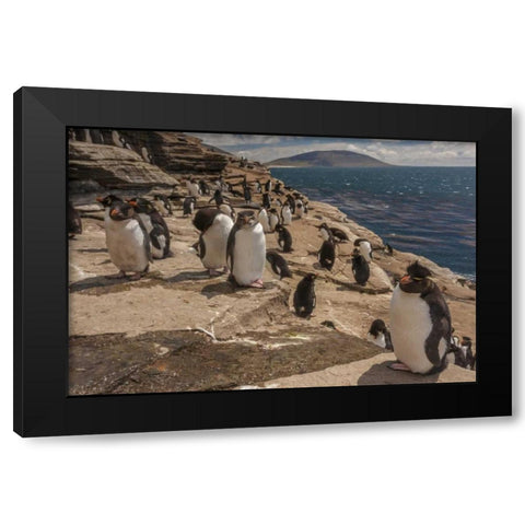 Saunders Island Rockhopper penguins on cliff Black Modern Wood Framed Art Print by Illg, Cathy and Gordon