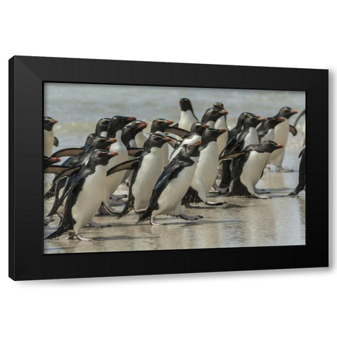 Saunders Island Rockhopper penguins returning Black Modern Wood Framed Art Print by Illg, Cathy and Gordon