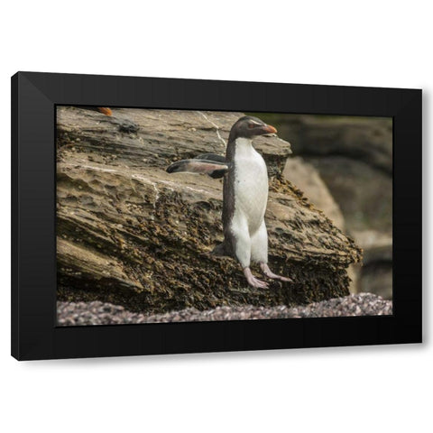 Saunders Island Rockhopper penguin hopping Black Modern Wood Framed Art Print with Double Matting by Illg, Cathy and Gordon