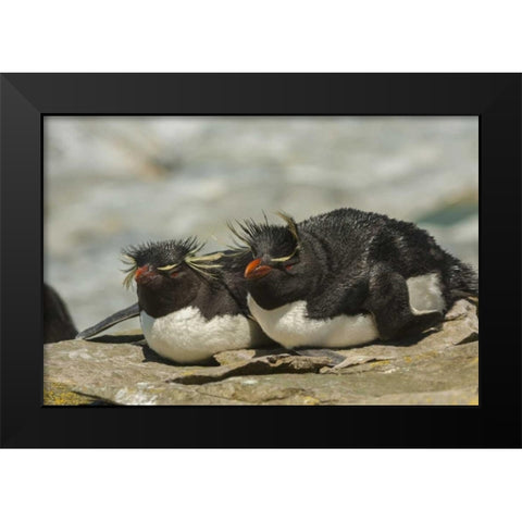 Sea Lion Island Rockhopper penguins resting Black Modern Wood Framed Art Print by Illg, Cathy and Gordon