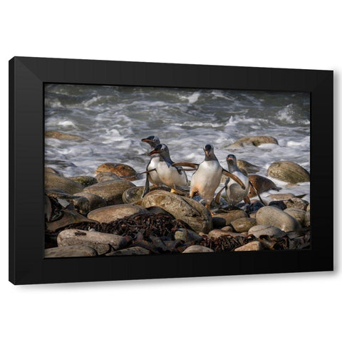 Falkland Islands-Grave Cove Gentoo penguins returning from ocean  Black Modern Wood Framed Art Print with Double Matting by Jaynes Gallery
