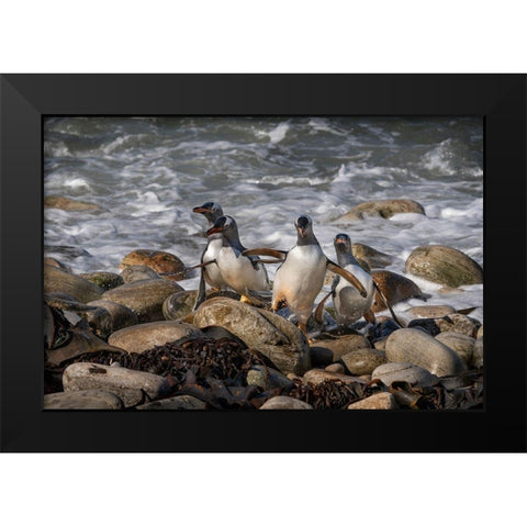 Falkland Islands-Grave Cove Gentoo penguins returning from ocean  Black Modern Wood Framed Art Print by Jaynes Gallery
