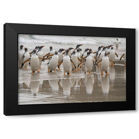 Falkland Islands-Grave Cove Gentoo penguins emerging from ocean  Black Modern Wood Framed Art Print by Jaynes Gallery