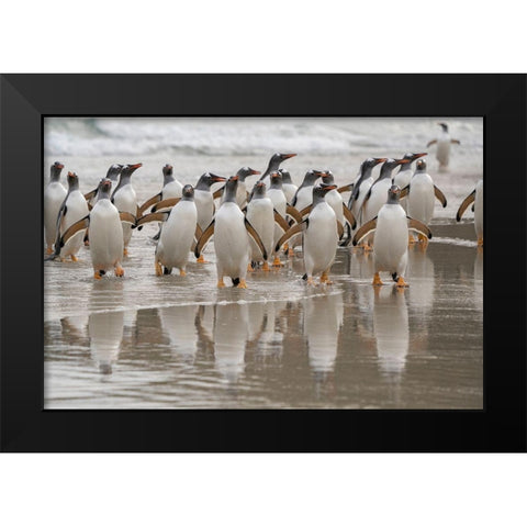 Falkland Islands-Grave Cove Gentoo penguins emerging from ocean  Black Modern Wood Framed Art Print by Jaynes Gallery