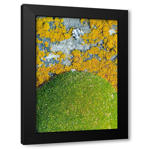 Moss and lichen-Saunders Island-Falkland Islands Black Modern Wood Framed Art Print by Su, Keren