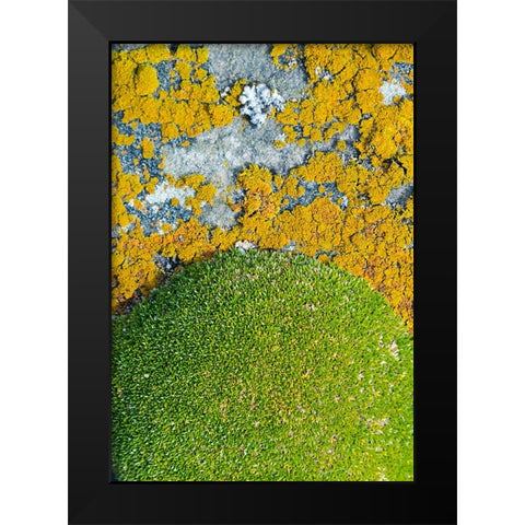 Moss and lichen-Saunders Island-Falkland Islands Black Modern Wood Framed Art Print by Su, Keren