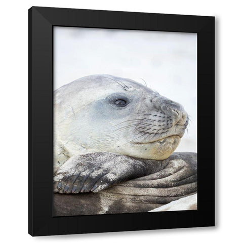 Southern elephant seal male-after harem and breeding season on the Falkland Islands Black Modern Wood Framed Art Print with Double Matting by Zwick, Martin