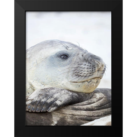 Southern elephant seal male-after harem and breeding season on the Falkland Islands Black Modern Wood Framed Art Print by Zwick, Martin