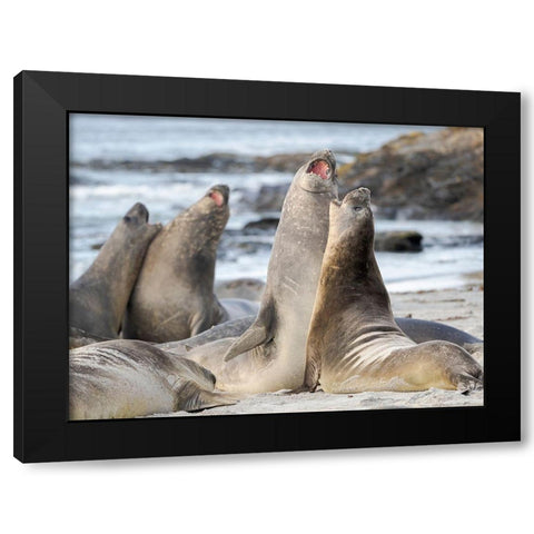 Southern elephant seal after harem and breeding season Young bulls fighting  Black Modern Wood Framed Art Print with Double Matting by Zwick, Martin