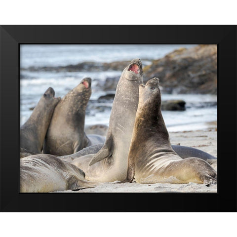 Southern elephant seal after harem and breeding season Young bulls fighting  Black Modern Wood Framed Art Print by Zwick, Martin