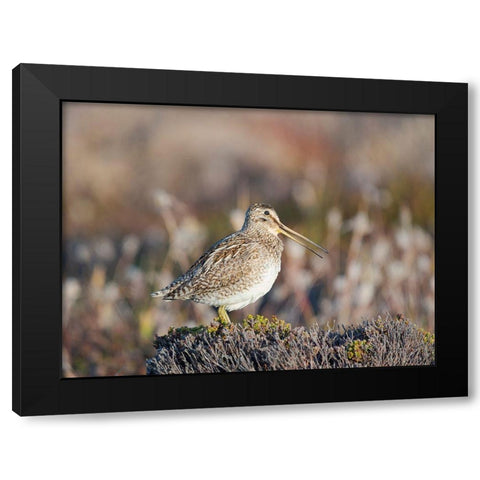 Magellan Snipe taxonomy under dispute-sometimes also called Paraguayan Snipe Falkland Islands Black Modern Wood Framed Art Print with Double Matting by Zwick, Martin