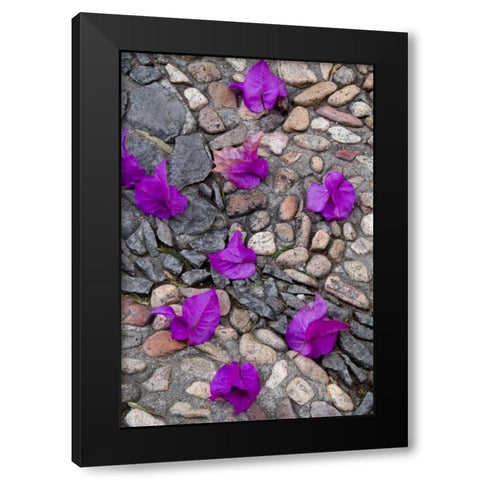 Mexico, Bougainvillea petals on cobblestones Black Modern Wood Framed Art Print with Double Matting by Rotenberg, Nancy