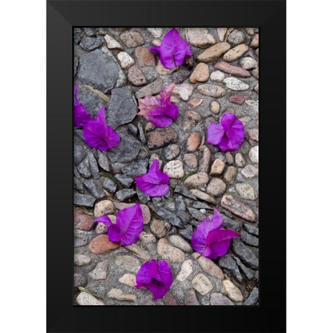 Mexico, Bougainvillea petals on cobblestones Black Modern Wood Framed Art Print by Rotenberg, Nancy