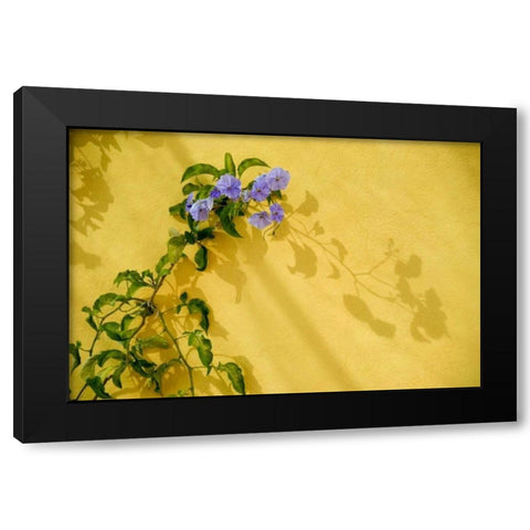 Mexico, Morning glory vine on stucco wall Black Modern Wood Framed Art Print with Double Matting by Rotenberg, Nancy