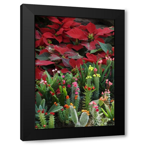 Mexico, Poinsettias with flowering cactus Black Modern Wood Framed Art Print with Double Matting by Rotenberg, Nancy