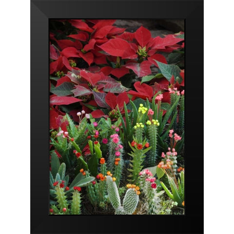 Mexico, Poinsettias with flowering cactus Black Modern Wood Framed Art Print by Rotenberg, Nancy