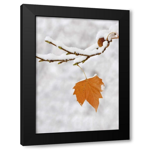 Lone leaf clings to a snowy sycamore tree branch Black Modern Wood Framed Art Print by Flaherty, Dennis