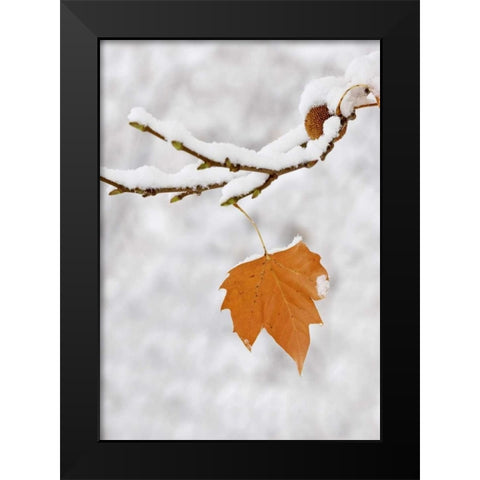 Lone leaf clings to a snowy sycamore tree branch Black Modern Wood Framed Art Print by Flaherty, Dennis