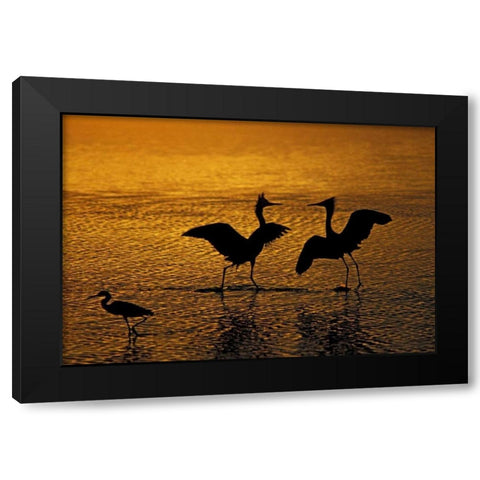 Silhouettes of reddish egrets in mating dance Black Modern Wood Framed Art Print by Morris, Arthur