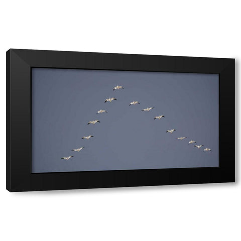 Snow geese flying in V formation Black Modern Wood Framed Art Print with Double Matting by Morris, Arthur