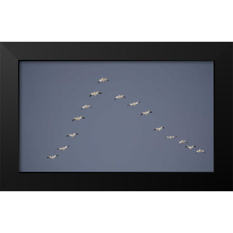 Snow geese flying in V formation Black Modern Wood Framed Art Print by Morris, Arthur