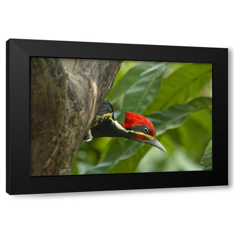 Mexico, Tamaulipas Lineated woodpecker in nest Black Modern Wood Framed Art Print with Double Matting by Welling, Dave