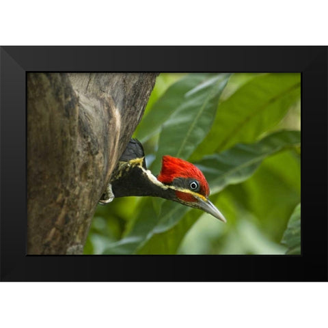 Mexico, Tamaulipas Lineated woodpecker in nest Black Modern Wood Framed Art Print by Welling, Dave
