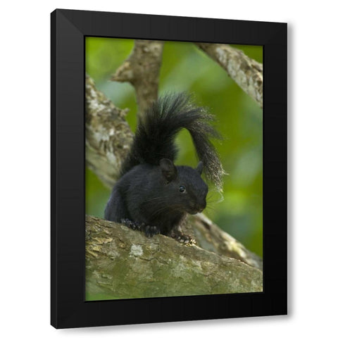 Mexico, Tamaulipas Curious red-bellied squirrel Black Modern Wood Framed Art Print by Welling, Dave