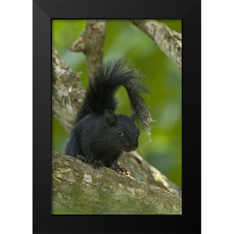 Mexico, Tamaulipas Curious red-bellied squirrel Black Modern Wood Framed Art Print by Welling, Dave