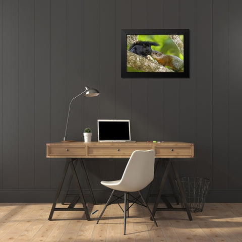 Mexico, Tamaulipas Red-bellied squirrels Black Modern Wood Framed Art Print by Welling, Dave