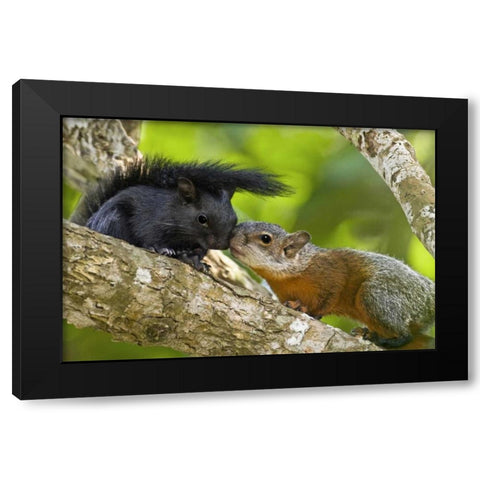 Mexico, Tamaulipas Red-bellied squirrels Black Modern Wood Framed Art Print by Welling, Dave