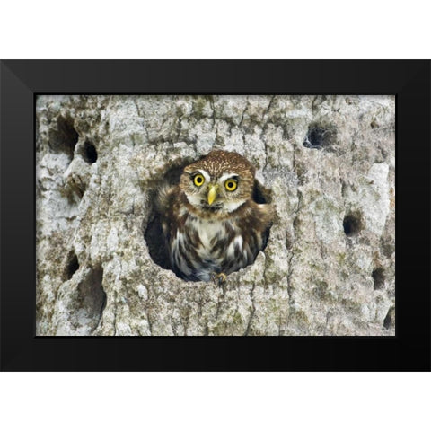 Mexico, Tamaulipas Ferruginous pygmy owl in nest Black Modern Wood Framed Art Print by Welling, Dave