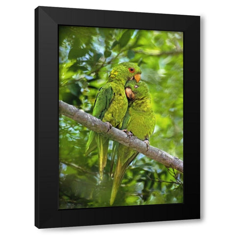 Mexico, Tamaulipas Pair of green parakeets preen Black Modern Wood Framed Art Print with Double Matting by Welling, Dave