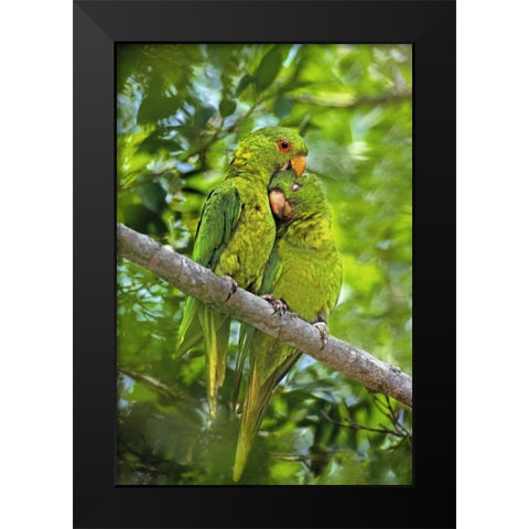 Mexico, Tamaulipas Pair of green parakeets preen Black Modern Wood Framed Art Print by Welling, Dave