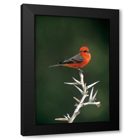 Mexico, Tamaulipas Vermillion flycatcher perched Black Modern Wood Framed Art Print by Welling, Dave
