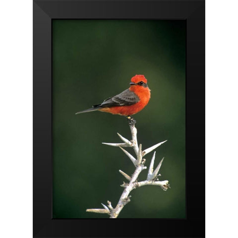 Mexico, Tamaulipas Vermillion flycatcher perched Black Modern Wood Framed Art Print by Welling, Dave