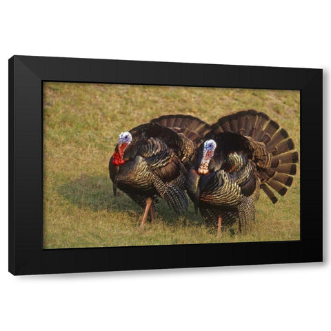 Mexico, Tamaulipas State Tom turkeys in display Black Modern Wood Framed Art Print by Welling, Dave