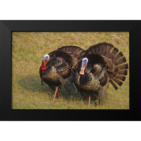 Mexico, Tamaulipas State Tom turkeys in display Black Modern Wood Framed Art Print by Welling, Dave